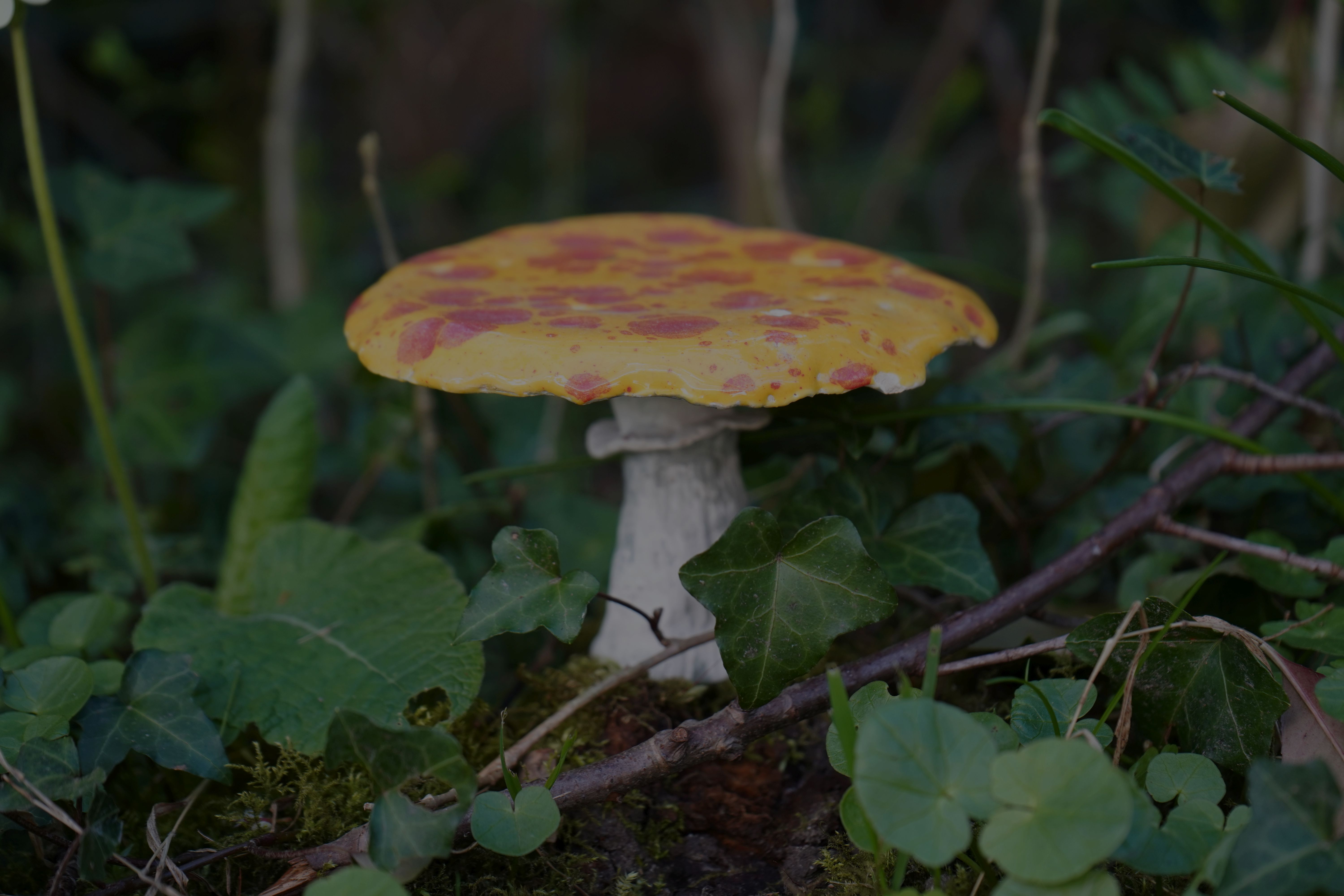 Der giftige Flugpilz - Julia Hatz